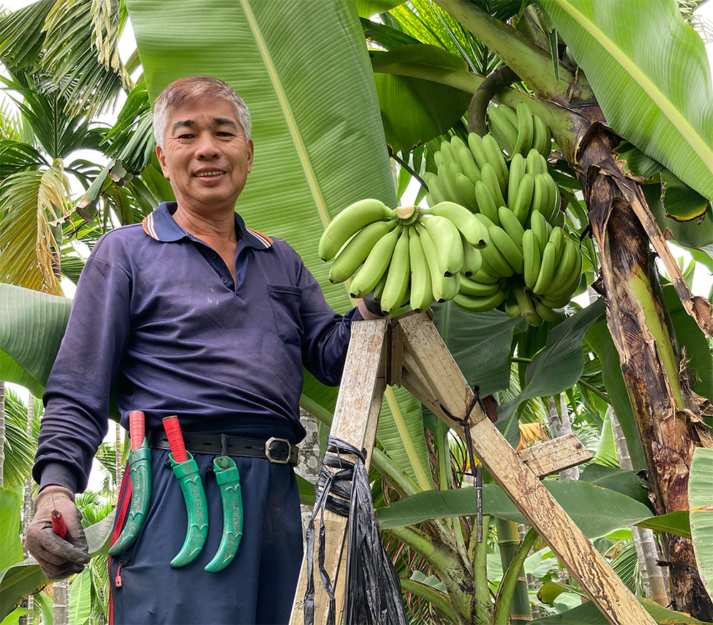 從商轉農投入香蕉種植，友善農法克服黃葉病